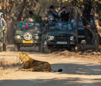 Gujarat Special Group Tour Temple, Statues & Wildlife